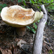 Illustration for article titled Dried Mushrooms Could Stop Global Warming, Say Scientists